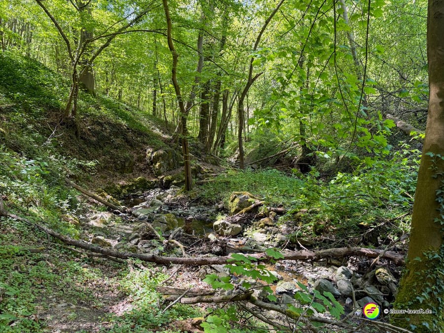 Trockene, steinige Bachrinne in einer steilen, dicht bewachsenen Waldschlucht.