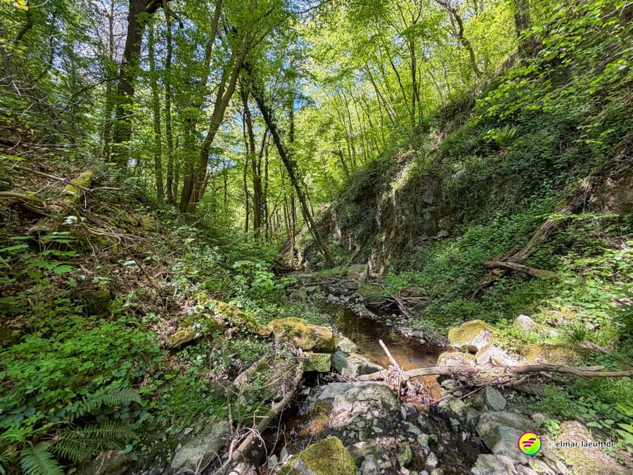 Kiesiges Bachbett zwischen grünen Hängen, hohe Buchen über der Schlucht.