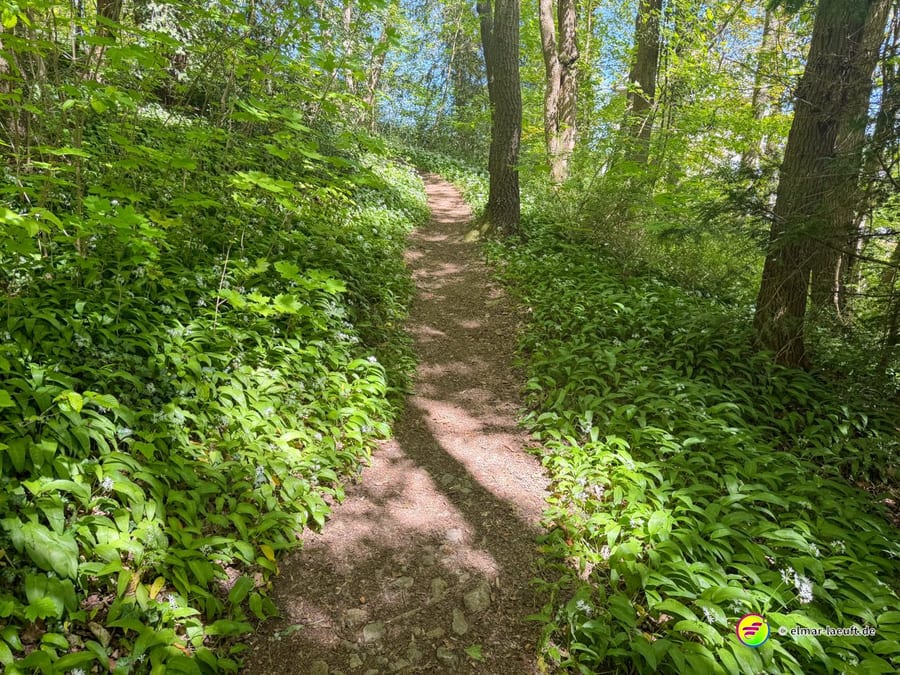 Schmaler Pfad durch dichten Bärlauch im lichten Laubwald.