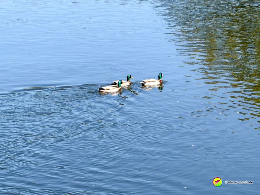 Drei Enten schwimmen auf dem ruhigen Wasser der Ourthe.
