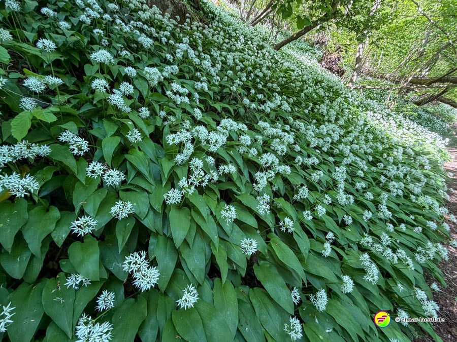 Ein ganzer Hang voller blühendem Bärlauch, weiße Blüten über breiten Blättern.