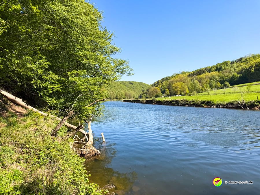 Umgestürzter Baumstamm ragt vom Ufer in den Fluss.