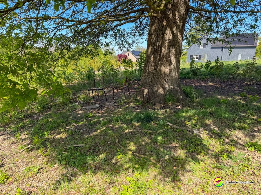 Mächtiger Baum auf freiem Grund, dahinter ein helles Haus.
