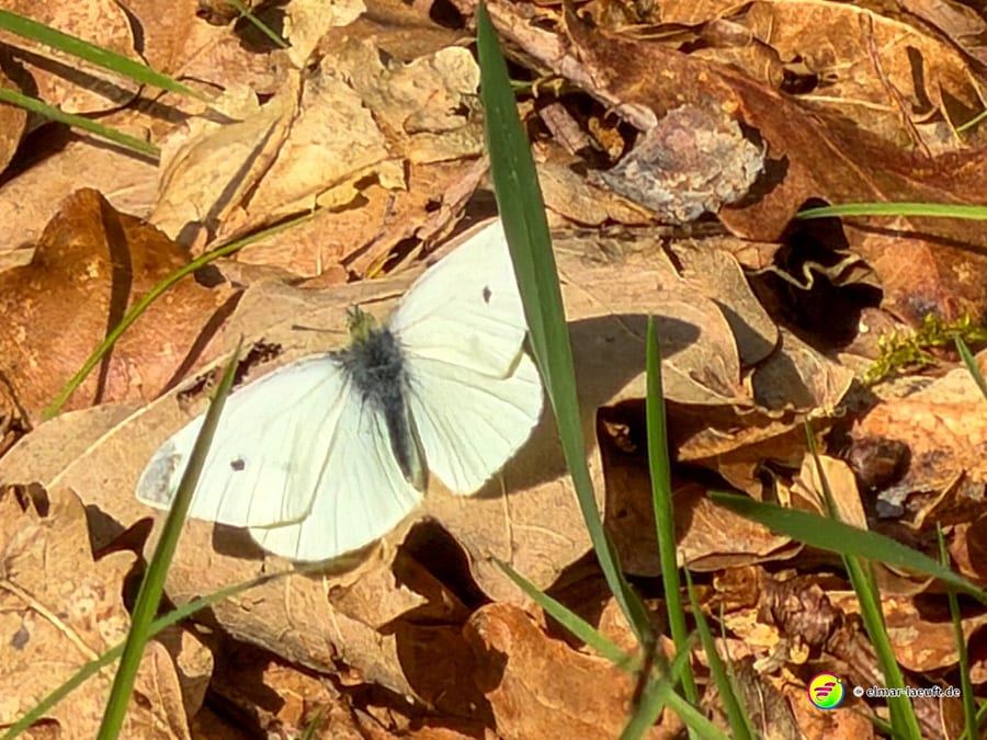 Beim Laufen in Oplagbeek entdecke ich einen weißen Schmetterling, der auf trockenen Blättern am Wegesrand sitzt.