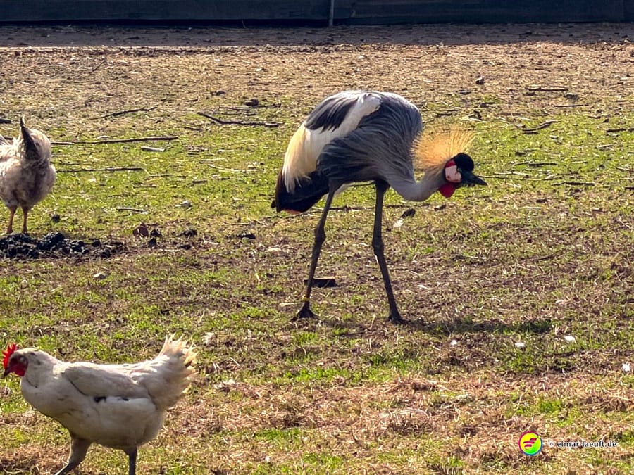 Beim Lauf in Oplagbeek entdecke ich auf einer offenen Wiese einen farbenfrohen Kronenkranich und Hühner, die friedlich umherlaufen.