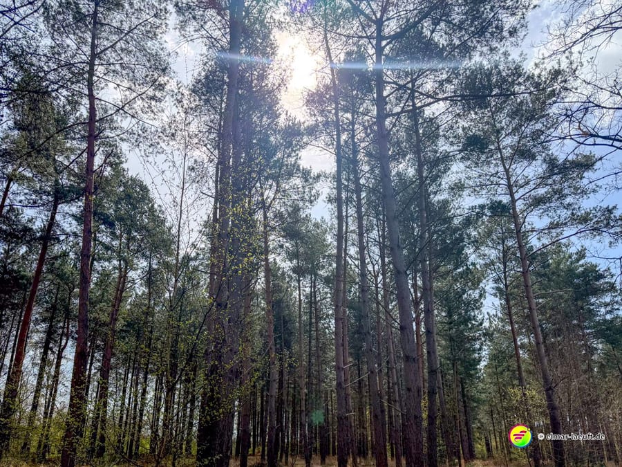 Laufen im lichten Wald von Oplagbeek mit Sonnenlicht, das durch die hohen Kiefern scheint.