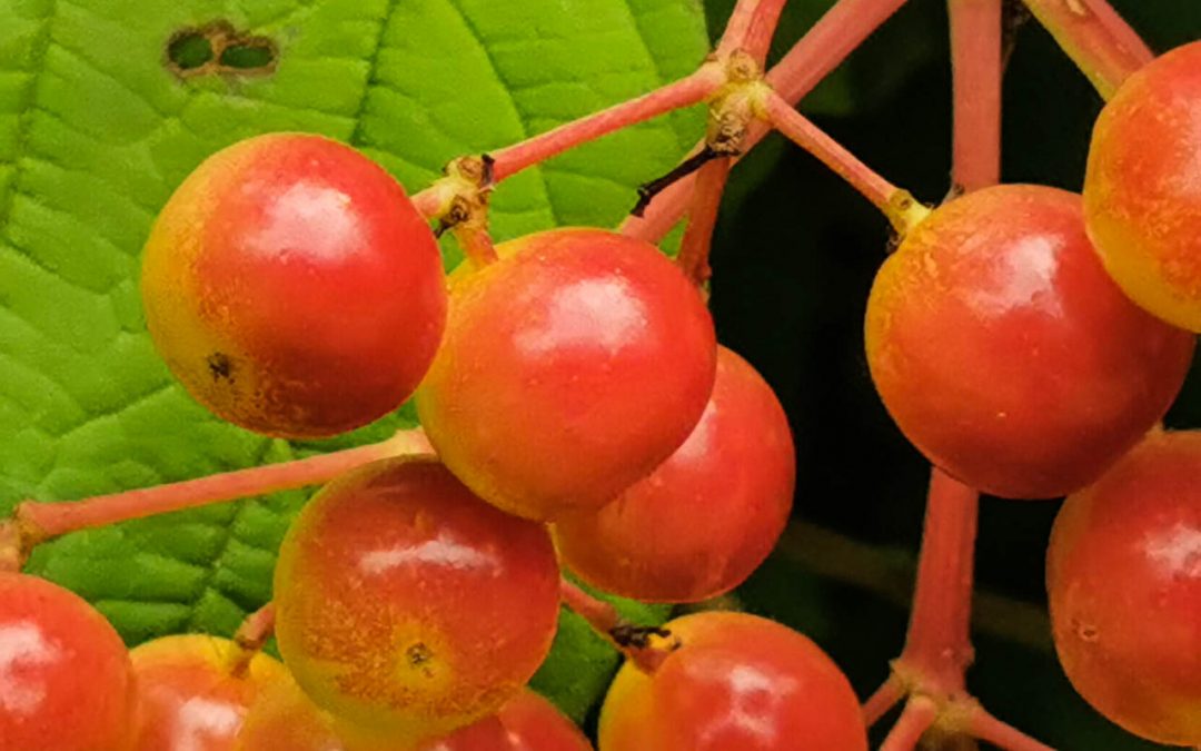 Nature One – Entdeckungen in Hasselt