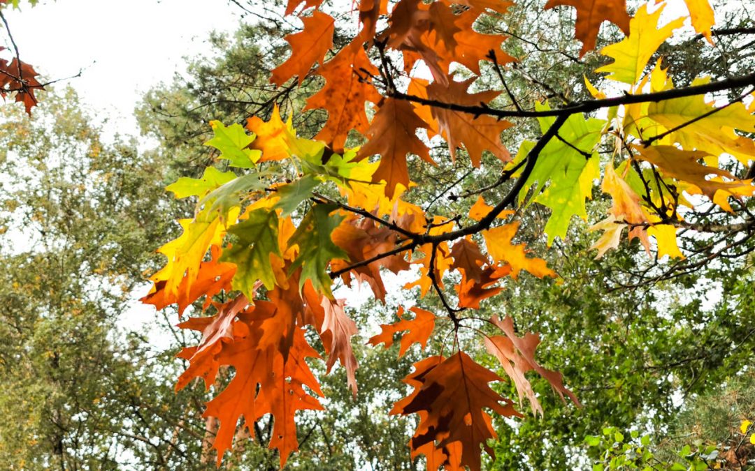 Waldlauf mit fliegendem Auge
