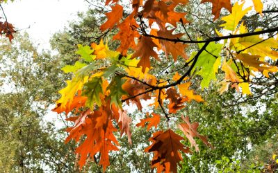 Waldlauf mit fliegendem Auge
