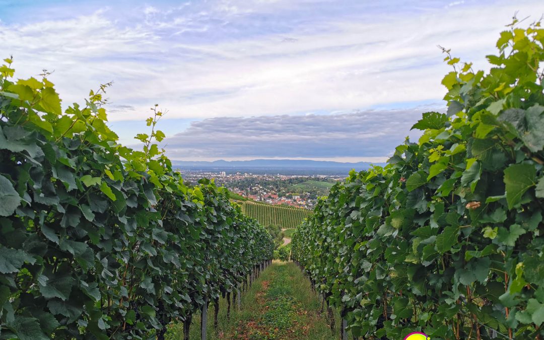 Der Schwarzwald – Teil 1: Weinberge