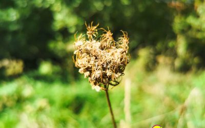 Was vom Sommer übrig bleibt