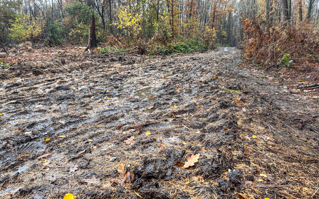 Regen: Eine Kurzgeschichte