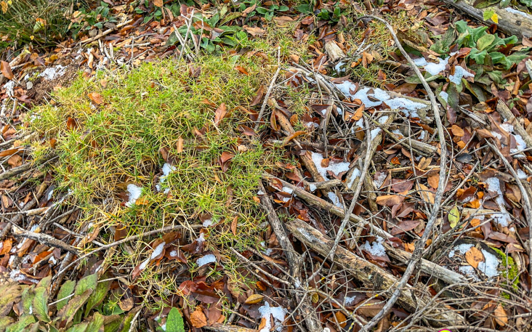 Blau grün weiß Kelmis
