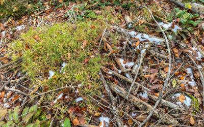 Blau grün weiß Kelmis