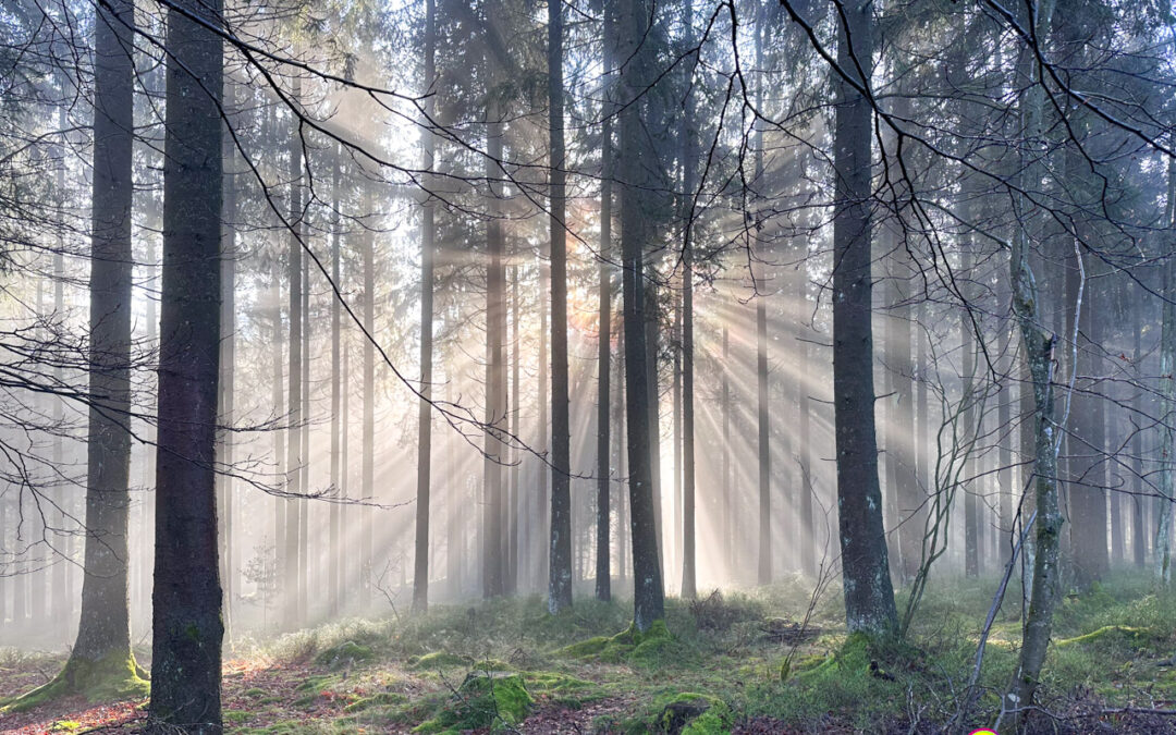 Die Sonne küsst die Tannen