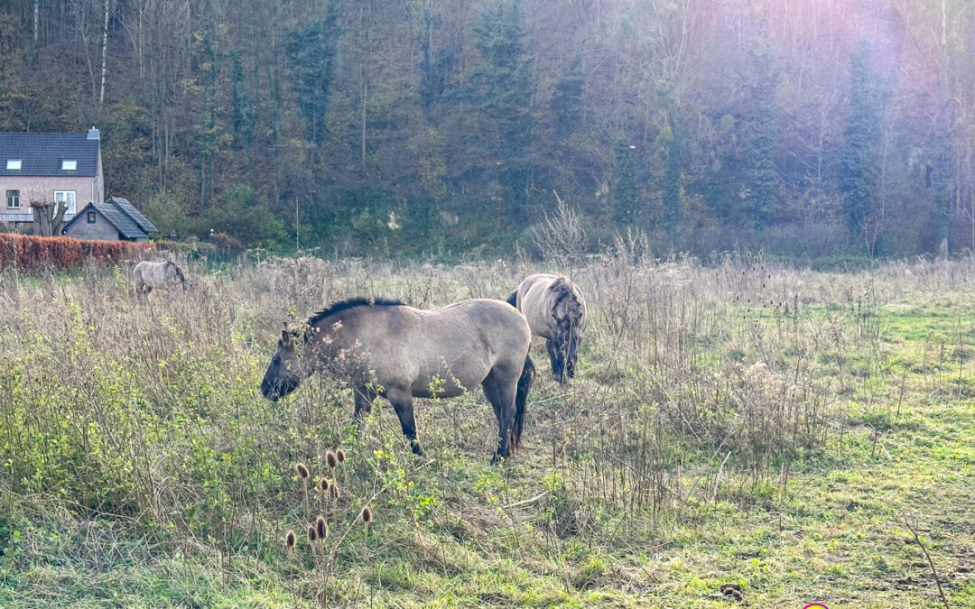 Steinbrüche bei Valkenburg