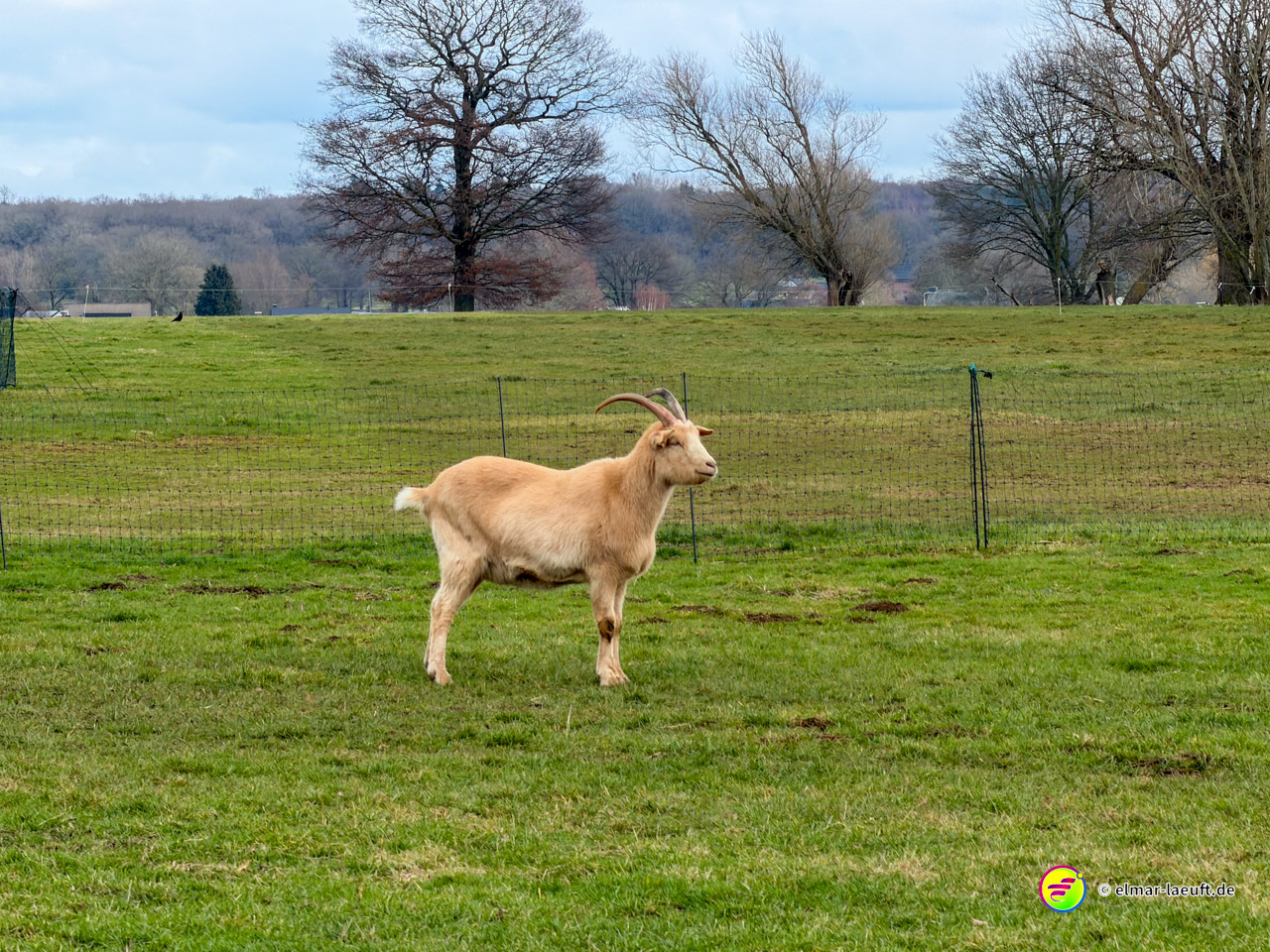 Hellbraune Ziege steht auf einer grünen Weide vor bewaldeten Hügeln. Das Tier mit langen Hörnern präsentiert sich stolz in ländlicher belgischer Landschaft.