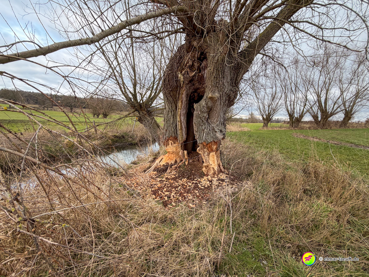 Alter Baum mit großer Höhlung und Biberfraßspuren am Stamm neben einem Bach. Die Nagespuren am Holz zeugen von aktiver Biberpopulation in der Region.