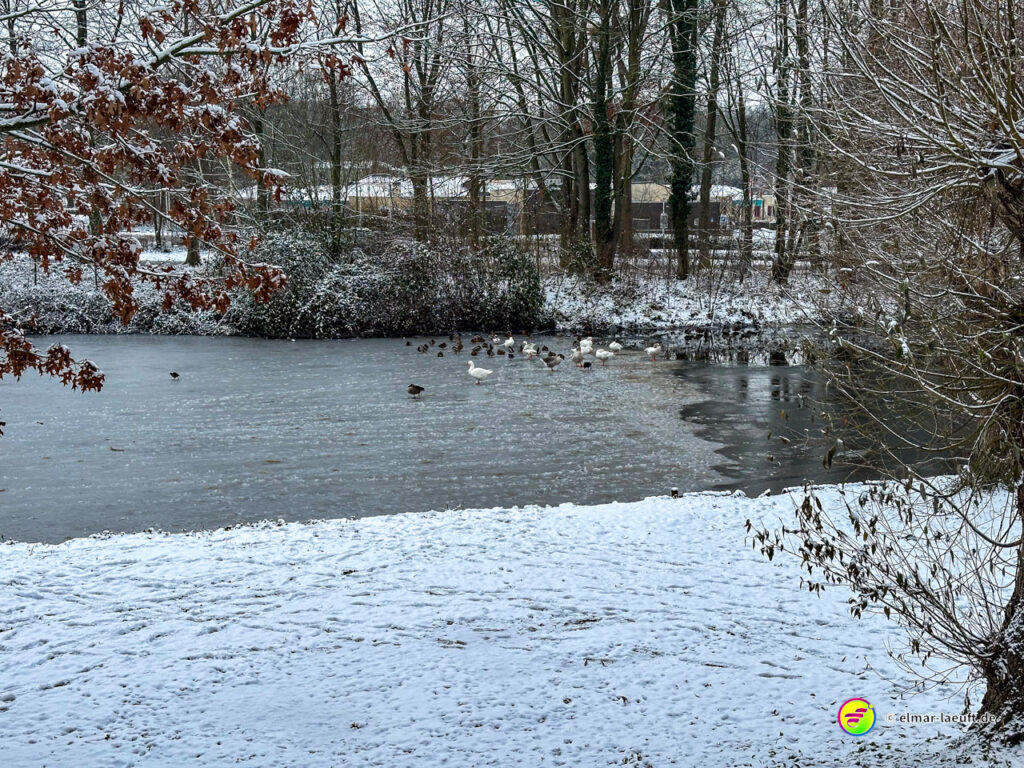 Laufen im winterlichen Heerlen an einem zugefrorenen Teich mit Enten und schneebedecktem Ufer in einer ruhigen Parklandschaft.