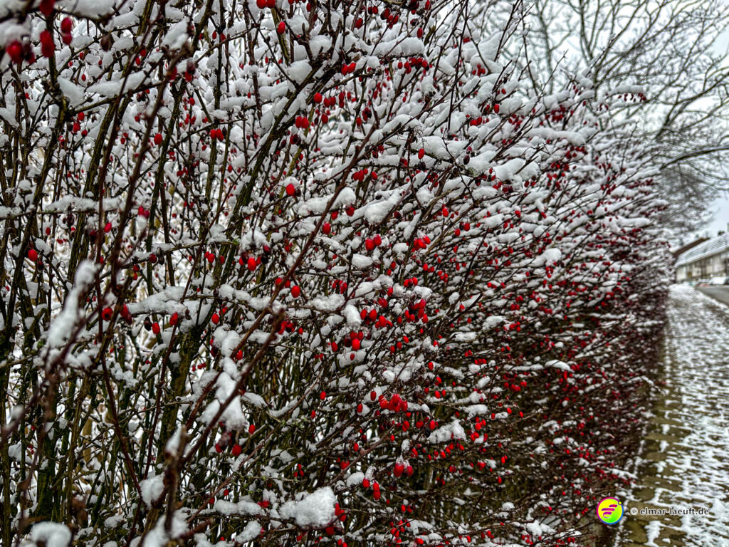 Laufen auf einem schneebedeckten Gehweg entlang eines mit Schnee bedeckten Strauchs mit roten Beeren in einer winterlichen Siedlungsumgebung.