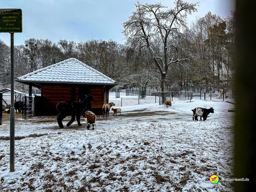 Laufen im verschneiten Tiergehege in Heerlen mit verschiedenen Ziegen und einem Lama vor einem kleinen Holzhaus.