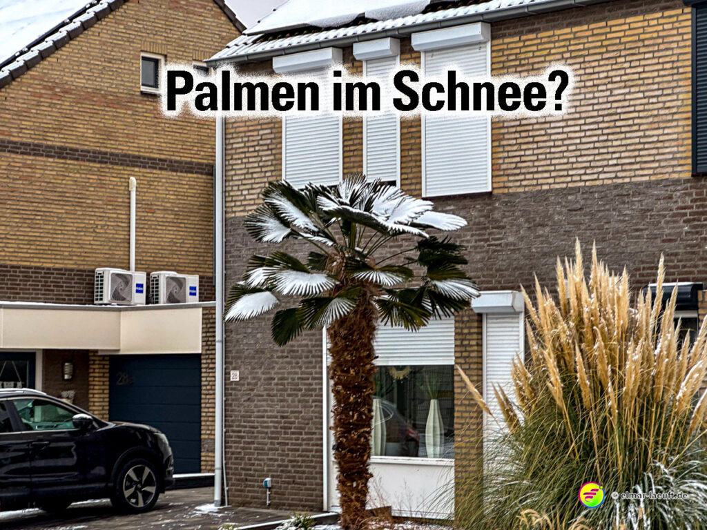 Laufen in Heerlen mit ungewöhnlicher winterlicher Szene einer schneebedeckten Palme vor einem Wohnhaus.