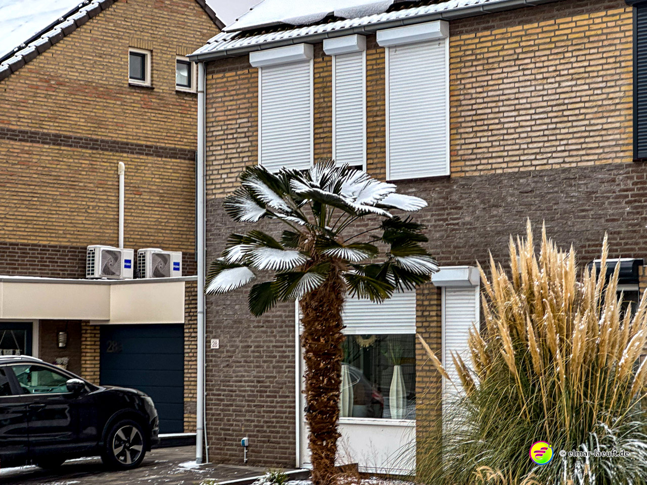 Laufszene in Heerlen mit schneebedeckter Palme und Wohnhäusern im Hintergrund an einem winterlichen Tag.