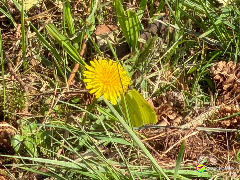 Beim Laufen in der Natur von Maasmechelen entdecke ich einen gelben Schmetterling auf einer Löwenzahnblüte im Gras.