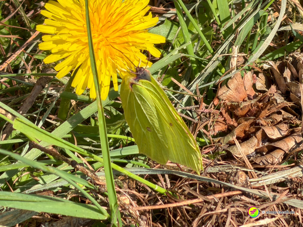 Beim Laufen in der Natur von Maasmechelen entdecke ich einen gelben Schmetterling auf einer Löwenzahnblüte am Wegesrand.