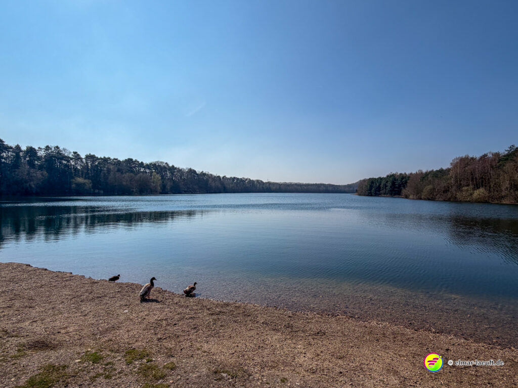 Laufen am ruhigen Ufer eines Sees in Maasmechelen mit Blick auf den bewaldeten Horizont und Enten am Kiesstrand.