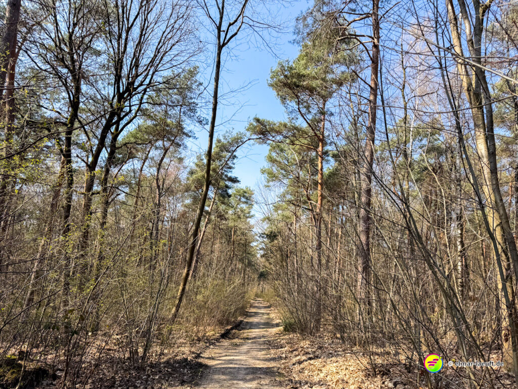 Laufen auf einem schmalen, von Bäumen gesäumten Waldweg bei klarem Himmel in Maasmechelen.