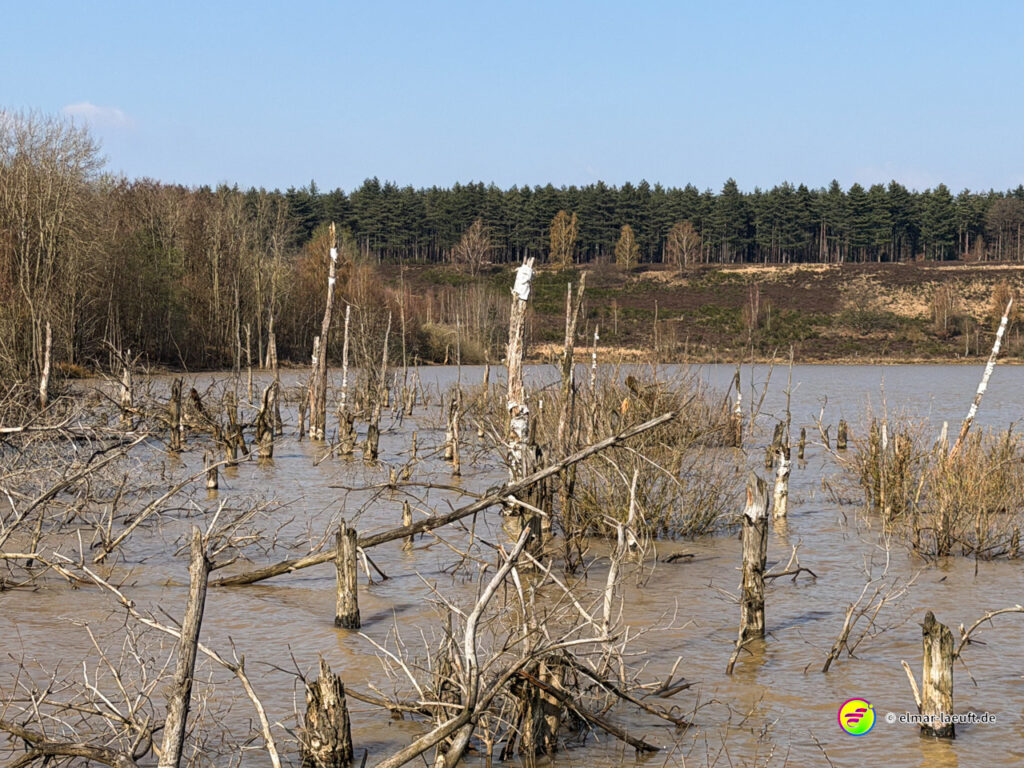 Laufen an einem überschwemmten Gebiet mit abgestorbenen Baumstümpfen und Wald im Hintergrund bei Maasmechelen.