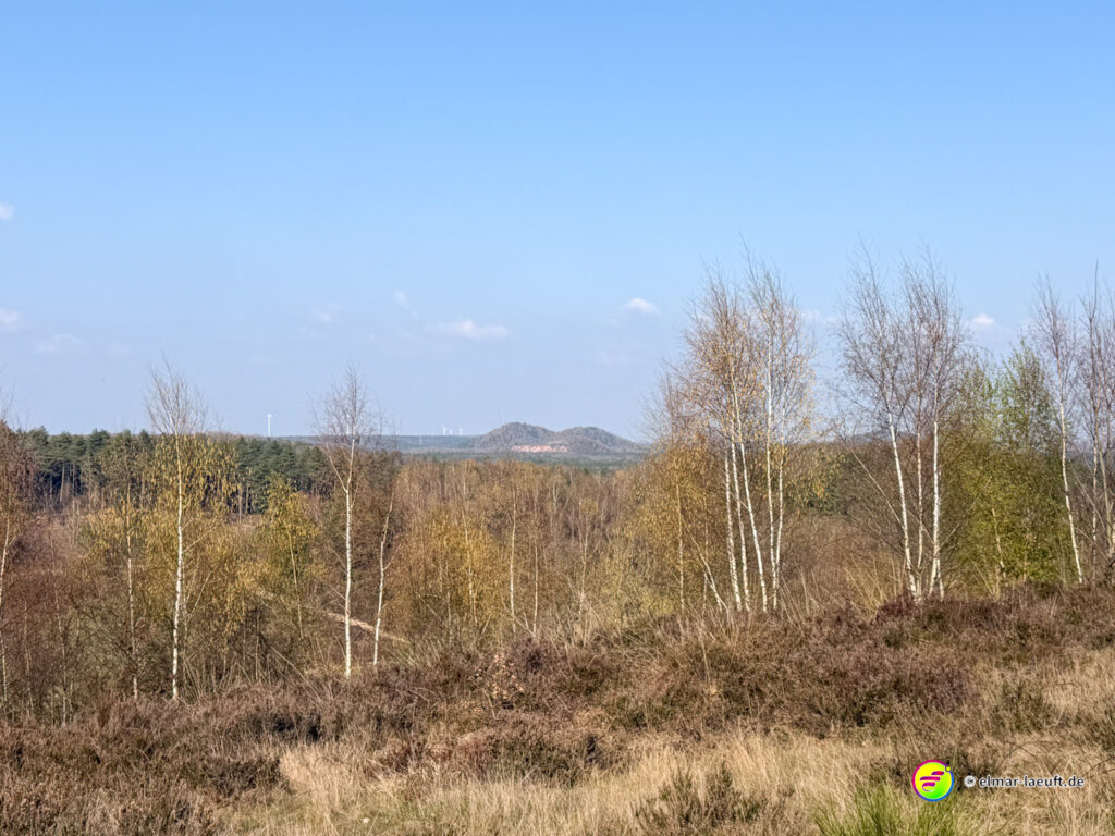 Blick beim Laufen in Maasmechelen über eine herbstliche Heidelandschaft mit vereinzelten Birken und weiter entfernten Hügeln unter klarem Himmel.