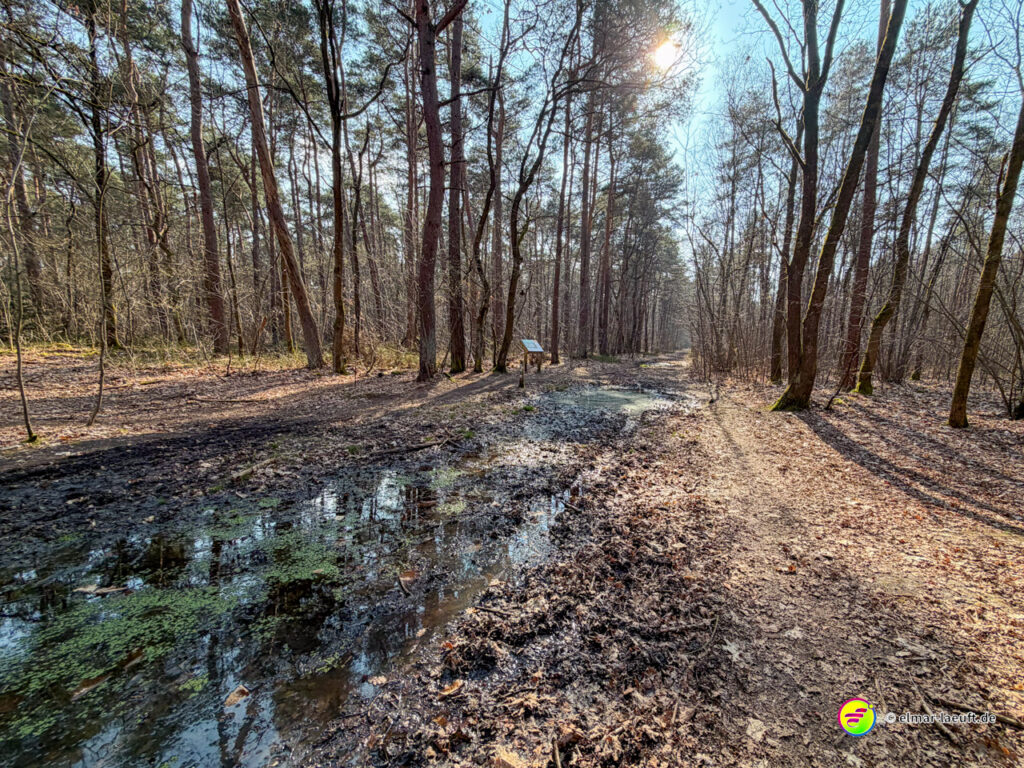 Lauf auf einem sonnigen Waldweg in Maasmechelen mit matschigen Stellen und Pfützen neben dem Pfad.