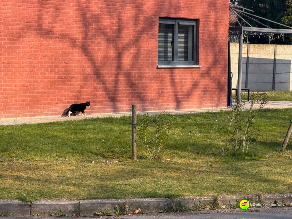 Beim Laufen in Maasmechelen begleitet eine schwarze Katze einen Abschnitt entlang einer roten Backsteinmauer in einer ruhigen Wohngegend.