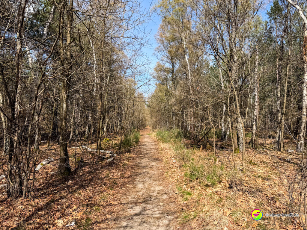 Lauf auf einem schmalen, von Laub bedeckten Waldweg mit kahlen Bäumen unter blauem Himmel in Oplagbeek.