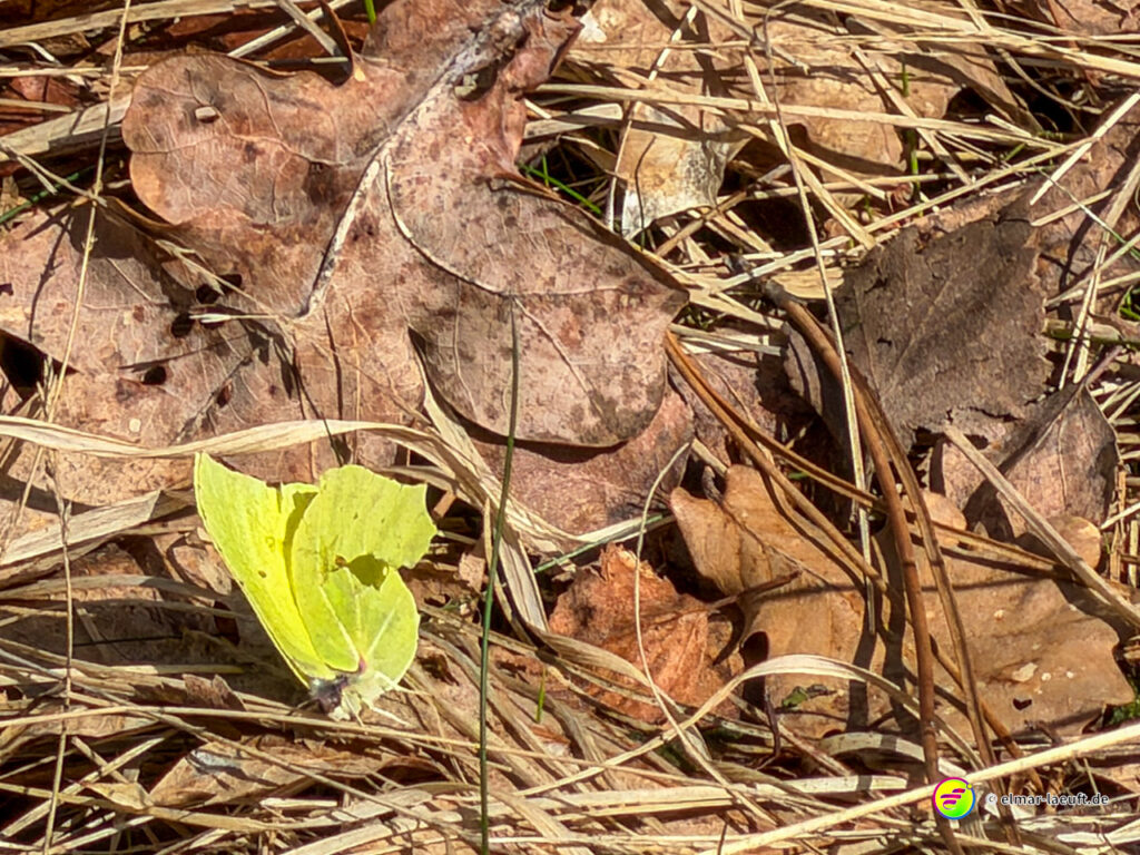 Beim Laufen in Oplagbeek entdecke ich am Wegesrand einen gelben Schmetterling auf trockenem Laub und Gras.