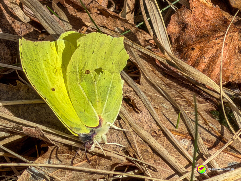 Beim Laufen auf einem naturbelassenen Pfad in Oplagbeek entdeckt Elmar einen gelben Schmetterling auf trockenem Laub.