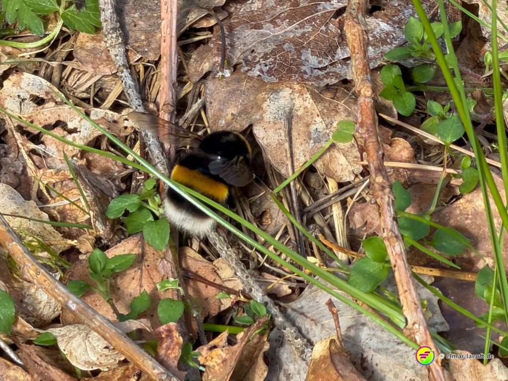 Beim Laufen auf einem naturbelassenen Pfad in Oplagbeek entdeckt eine Hummel die trockenen Blätter und Gräser am Boden.