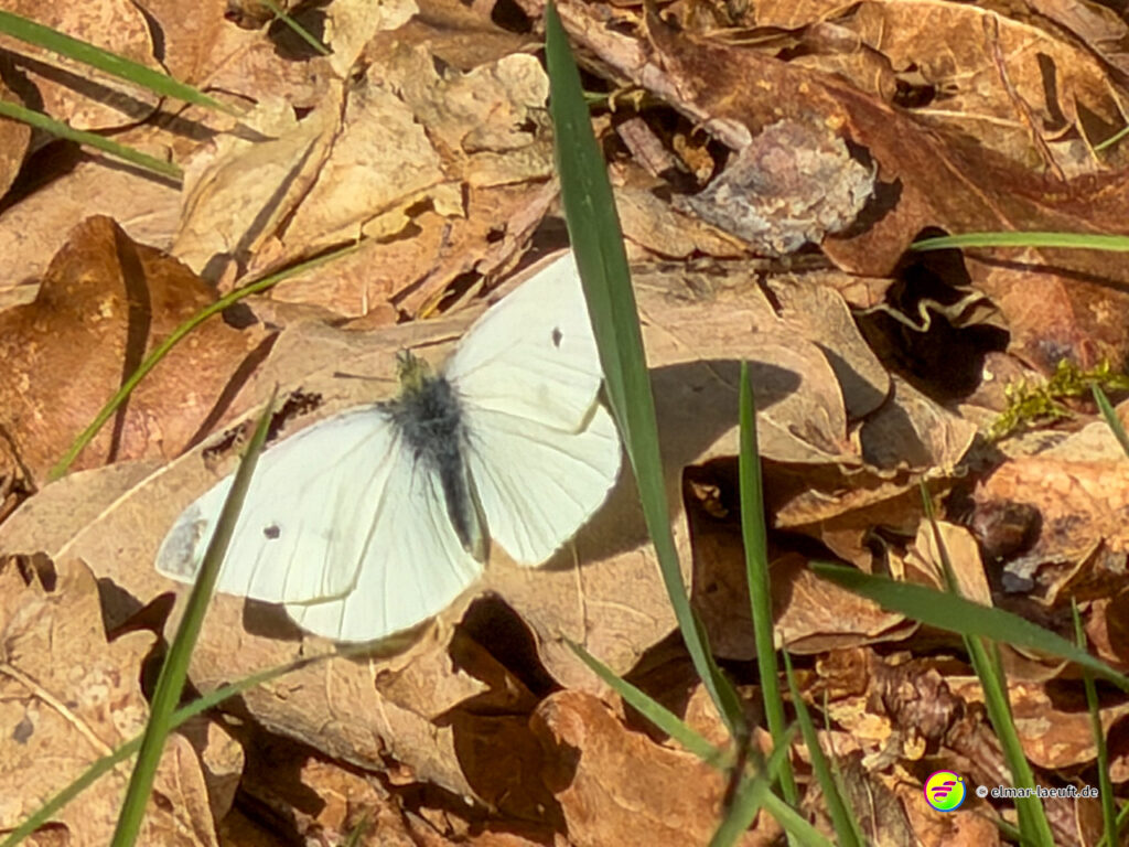 Beim Laufen in Oplagbeek entdecke ich einen weißen Schmetterling, der auf trockenen Blättern am Wegesrand sitzt.