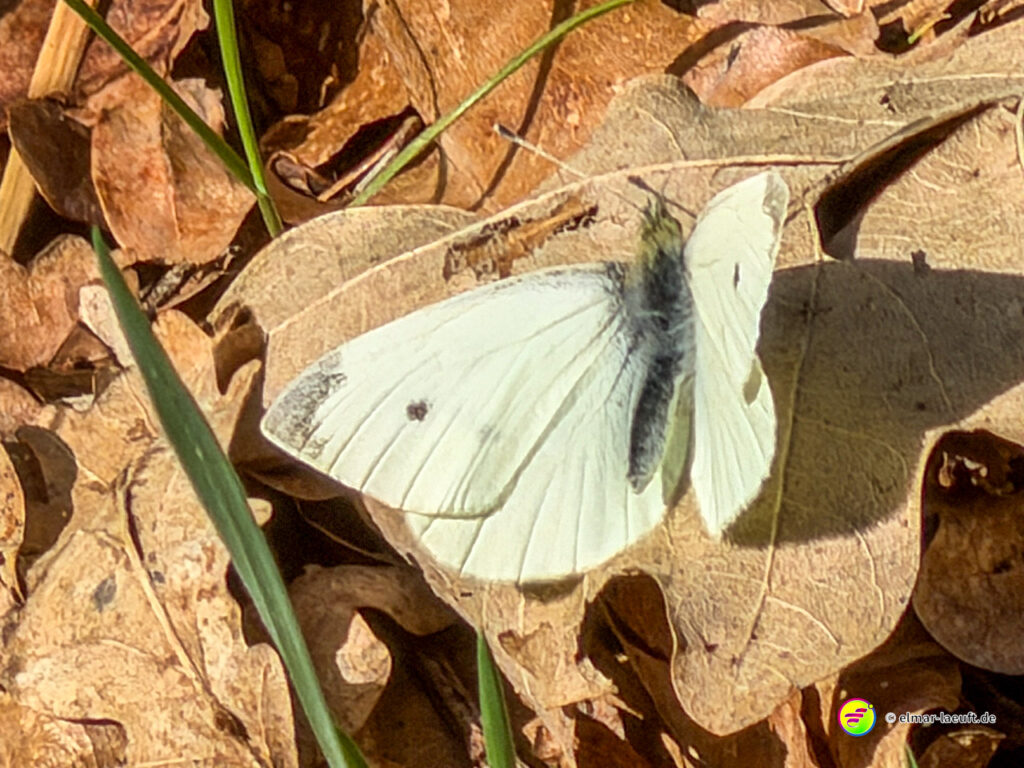 Beim Laufen in Oplagbeek entdecke ich einen weißen Schmetterling, der auf trockenen Blättern am Wegesrand sitzt.