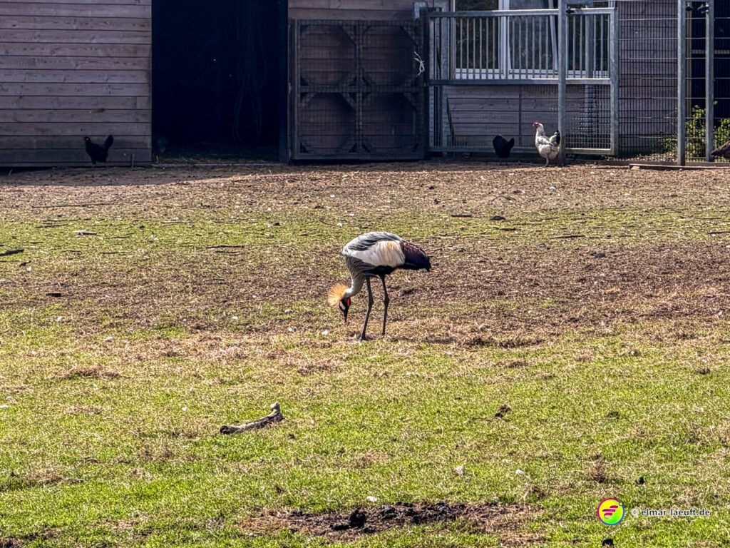 Beim Lauf in Oplagbeek zeigt sich ein farbenprächtiger Kronenkranich auf einer Wiese vor einem Gehege mit Hühnern.