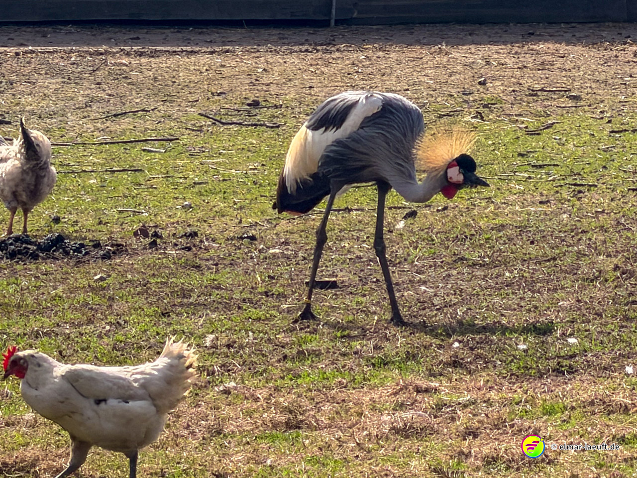 Beim Lauf in Oplagbeek entdecke ich auf einer offenen Wiese einen farbenfrohen Kronenkranich und Hühner, die friedlich umherlaufen.