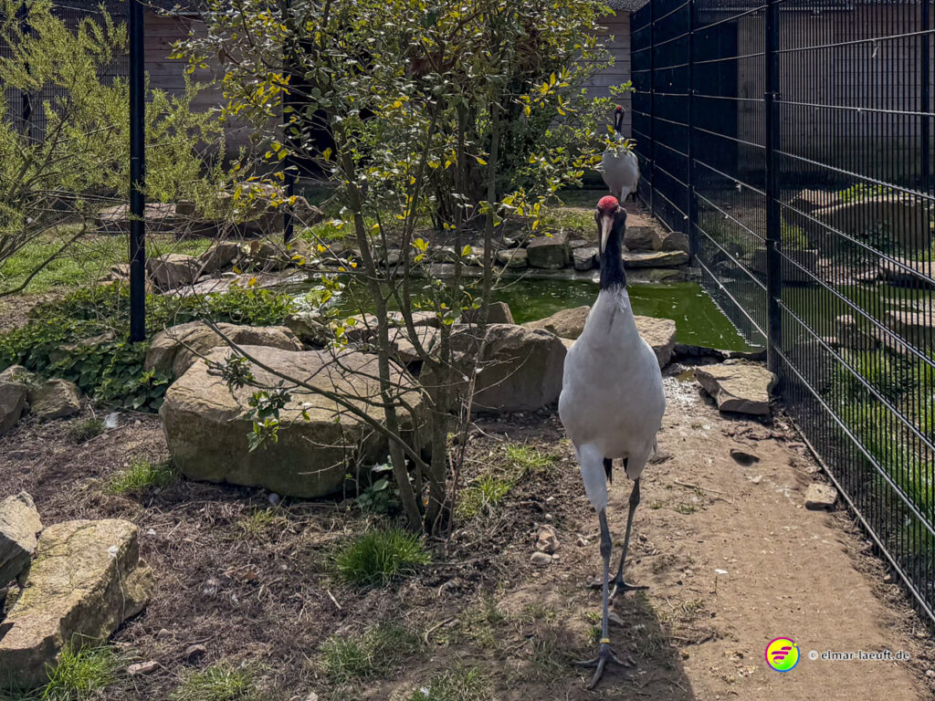 Beim Laufen in Oplagbeek führt der Weg an einem eingezäunten Bereich mit zwei großen Vögeln vorbei, umgeben von Steinen und etwas Vegetation.