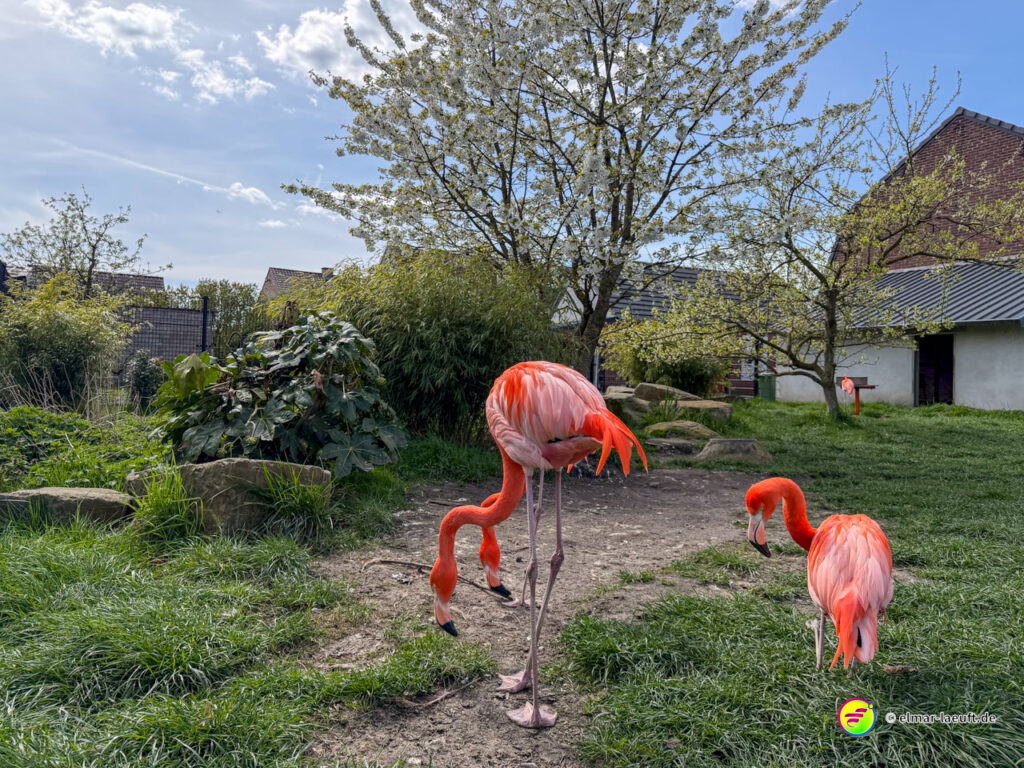 Beim Lauf in Oplagbeek entdecke ich mitten in einer grünen, parkähnlichen Umgebung drei leuchtend rote Flamingos auf einem schmalen Pfad.