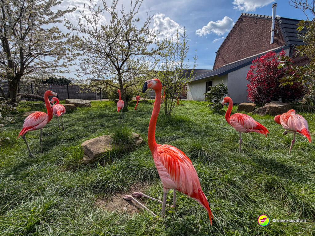 Beim Lauf in Oplagbeek zeigt sich eine Gruppe leuchtend roter Flamingos auf einer grünen Wiese vor einem Haus unter blauem Himmel.