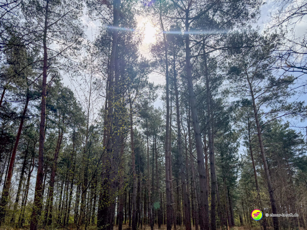 Laufen im lichten Wald von Oplagbeek mit Sonnenlicht, das durch die hohen Kiefern scheint.