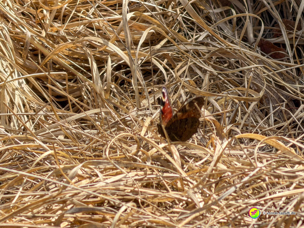 Beim Laufen in Oplagbeek entdecke ich einen Schmetterling, der sich auf trockenem Gras ausruht.