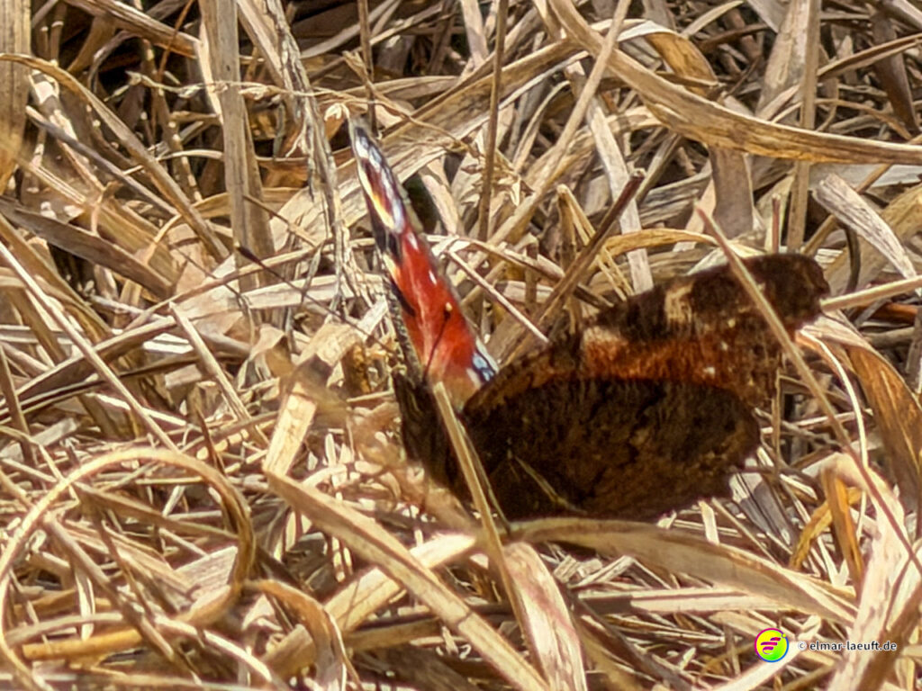Beim Laufen in Oplagbeek entdecke ich einen farbenfrohen Schmetterling, der sich zwischen trockenem Gras versteckt.