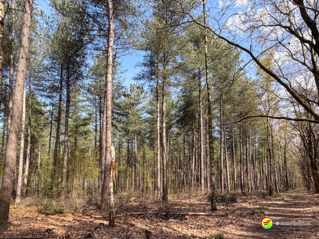 Laufen auf einem schmalen Waldweg durch einen lichten Nadelwald mit blauem Himmel im Hintergrund.